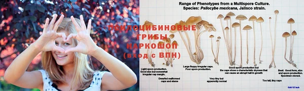 гашик Аркадак